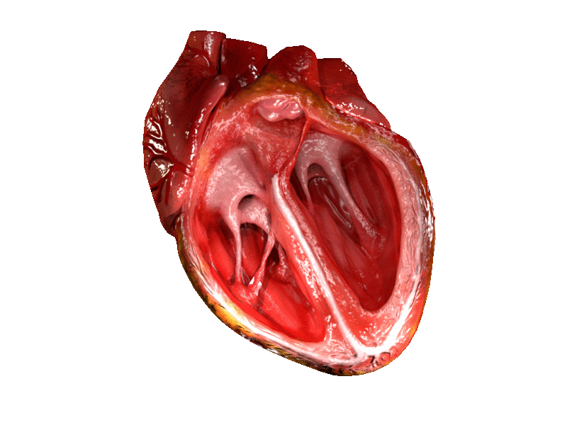 https://en.wikipedia.org/wiki/Heart#/media/File:CG_Heart.gif